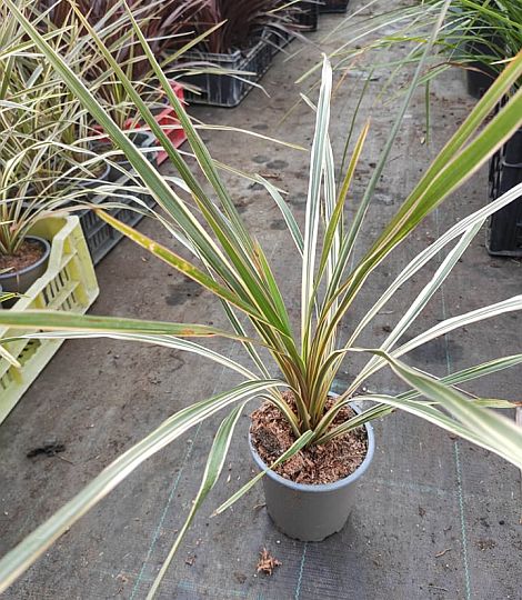 Cordyline australis torbay dazzler